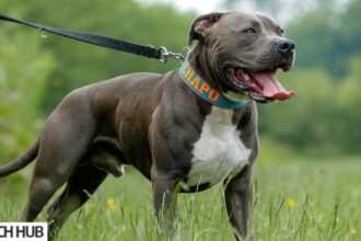 Blue Nose Pitbull