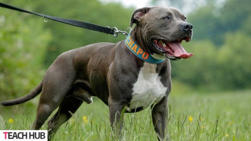 Blue Nose Pitbull