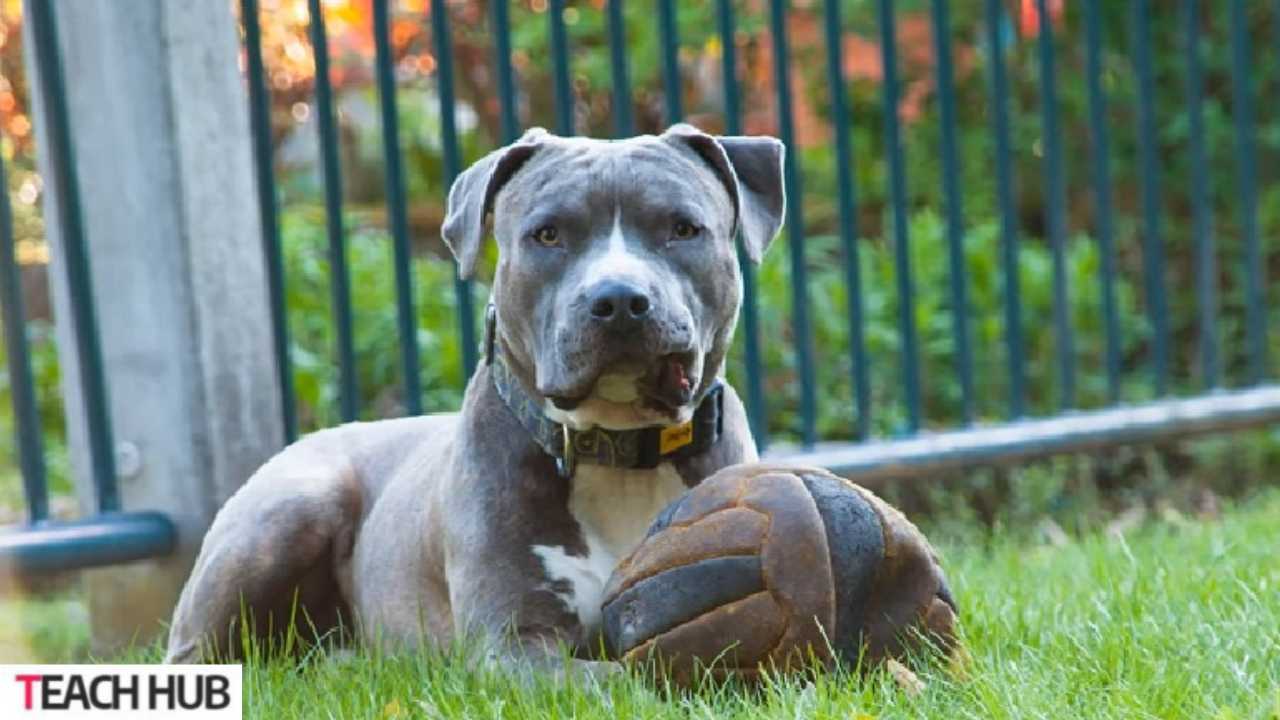 Blue Nose Pitbulls