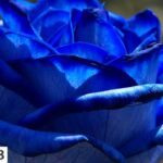 Blue Roses