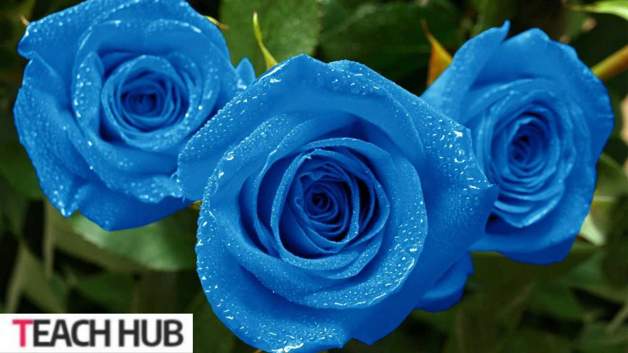 Blue Roses