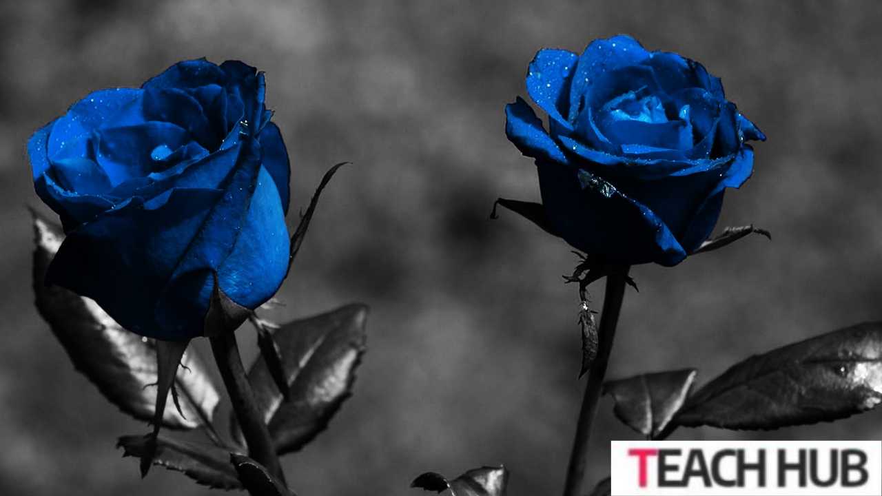 Blue Roses