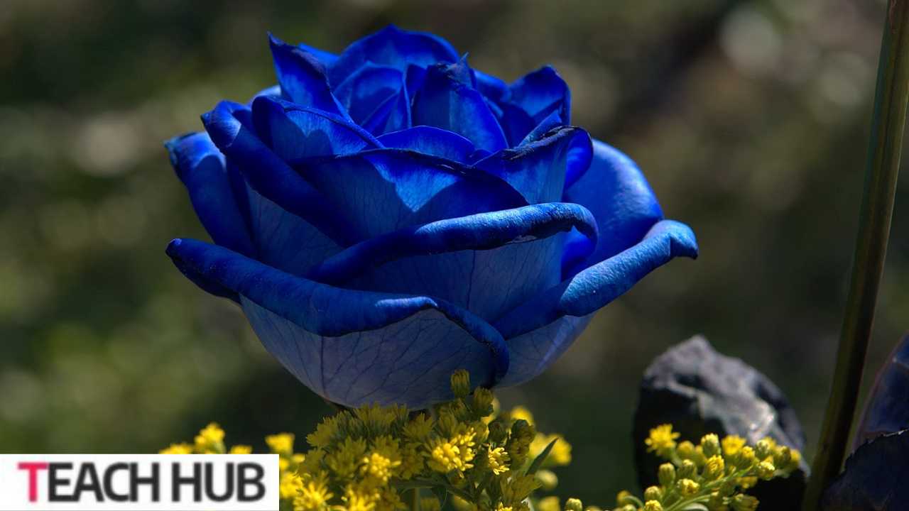 Blue Roses