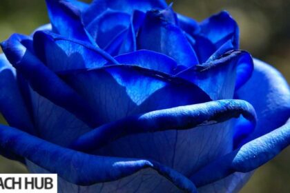 Blue Roses