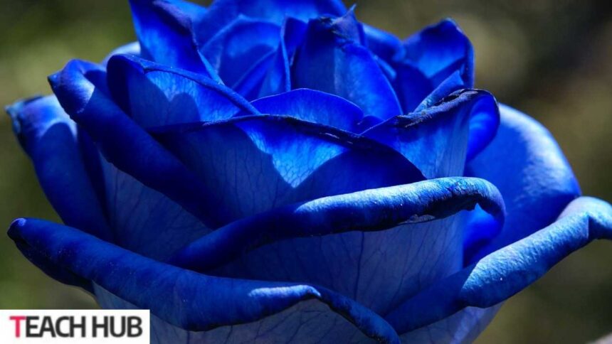 Blue Roses