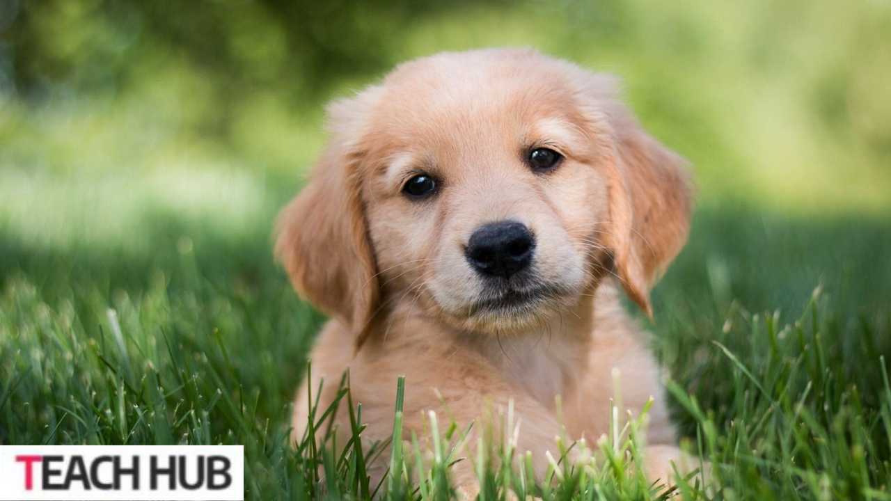 Golden Retriever Puppy