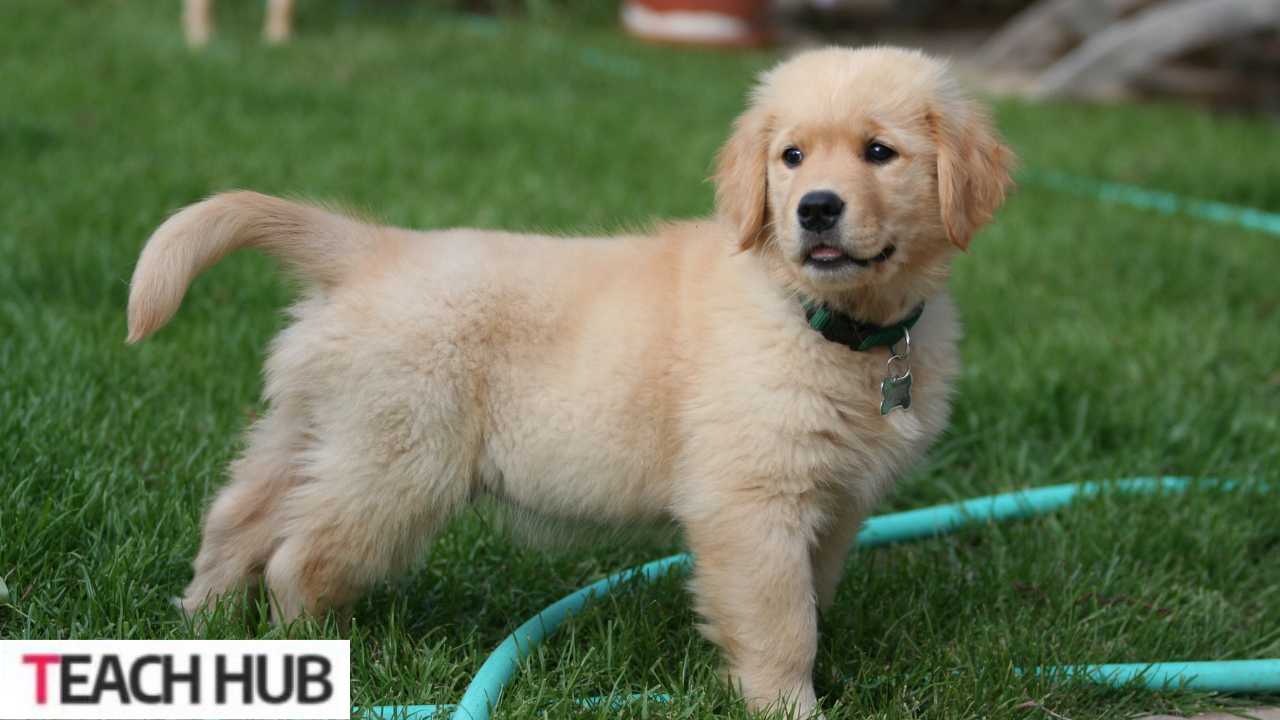 Golden Retriever Puppy