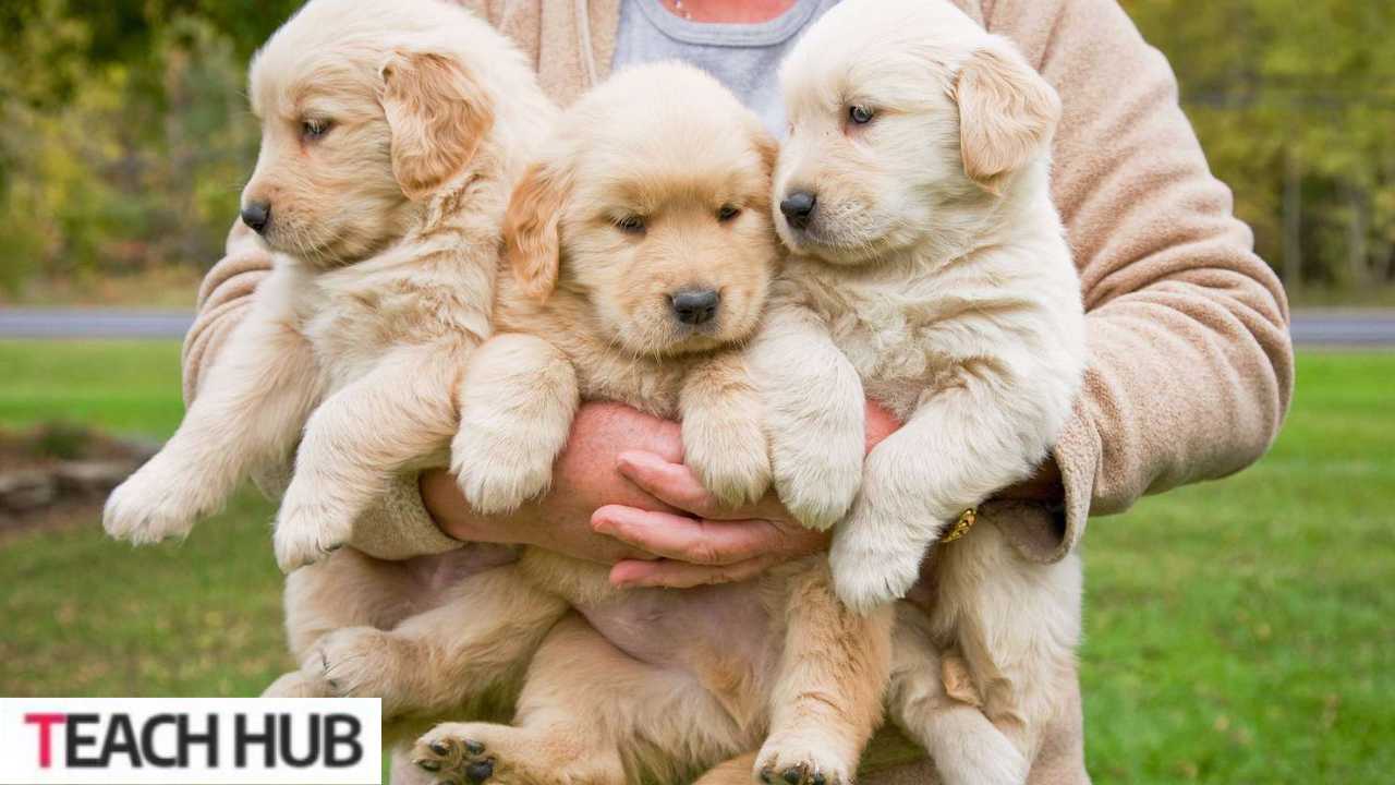 Golden Retriever Puppy